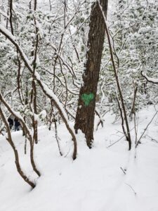 Elohee Winter