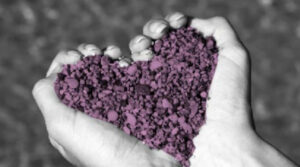 Hands holding flower petals