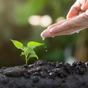 Tending the Garden of Your Heart
