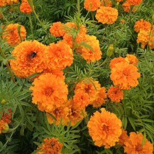 Marigolds