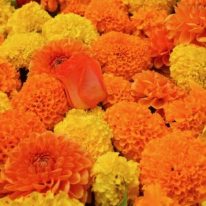 Multi-colored marigolds