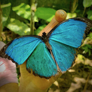 Ayahuasca Retreat at Caya Shobo