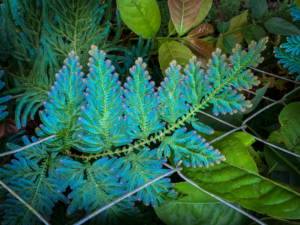 12 Day Ayahuasca Retreat