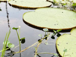 caya shobo ayahuasca healing retreat centre peru, plant dieta knowledge , plant medicine