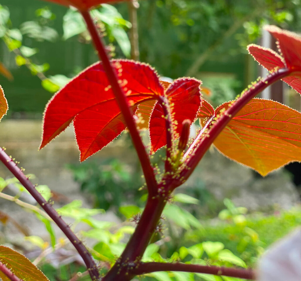 ayahuasca healing retreat center caya shobo Peru, Plant medicine, Plant Dieta Knowledge