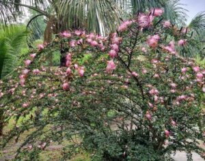 Bobinsana flowers on tree at Shipibo Ayahuasca Retreat Peru