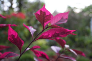 Flower at Shipibo Shaman Ayahuasca Retreat Center