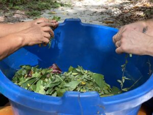Preparation of a cleansing flower bath at Shipibo Ayahuasca Retreat Peru