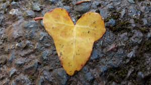 Experience Autumn nurturing on meditation retreat at Sharpham