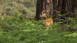 Roe deer in a forest image