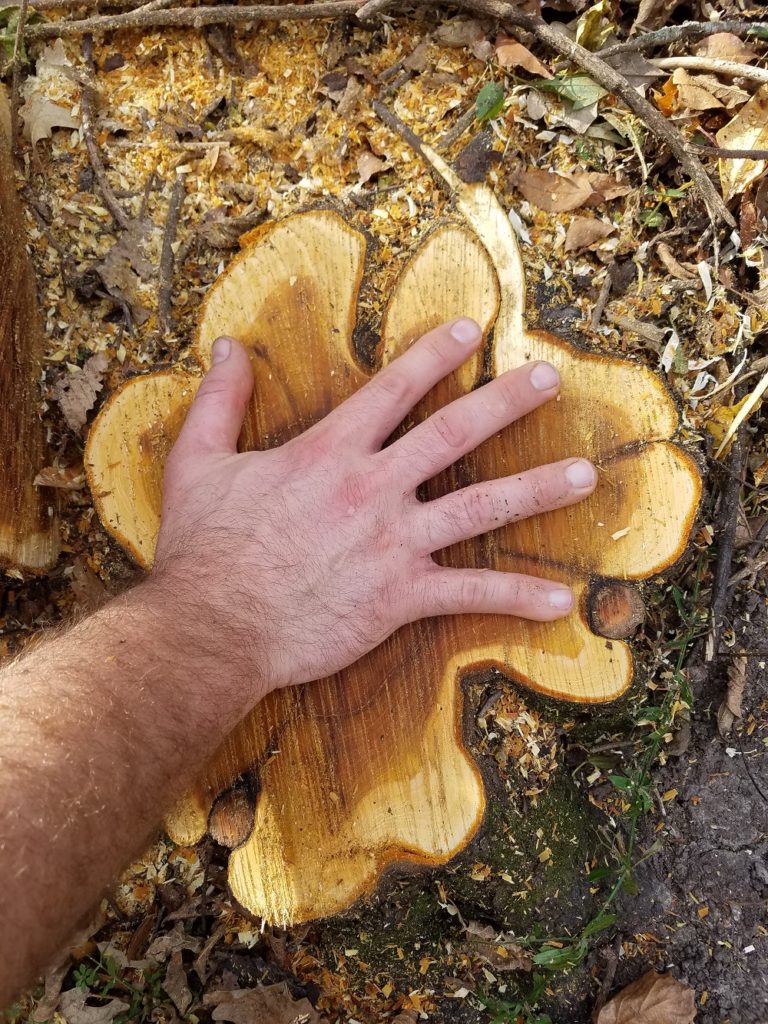 photo of a cut-stump buckthorn larger than a man's hand