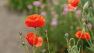 Red poppies in a garden path