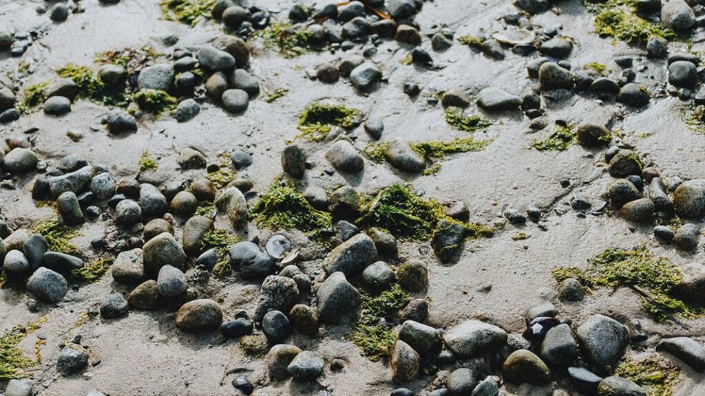 Rocks in sand on a beach with seaweed