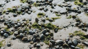 Rocks in sand on a beach with seaweed
