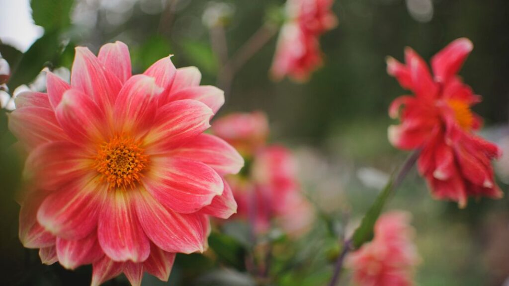 A closeup of pink dahlias in a garden
