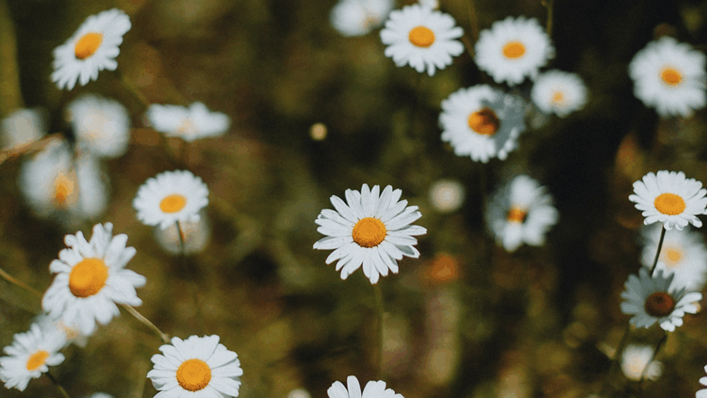 Daisies in a field