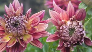 Pink dahlias in bloom