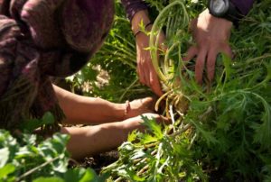 permaculture-garden-hands-down