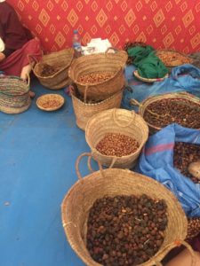 morocco argan harvest