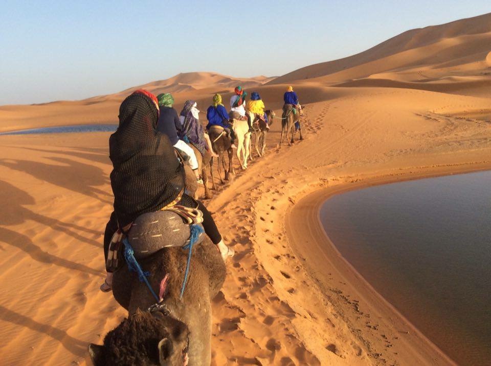 morocco camel sahara