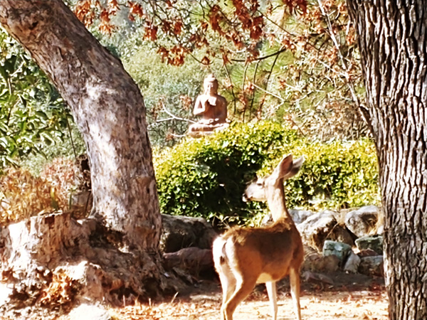 Deers with Buddha at Vedanta