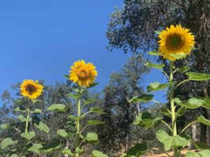 Sunflower at Vedanta