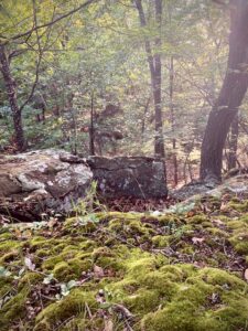 moss, big rocks and trees of the forest