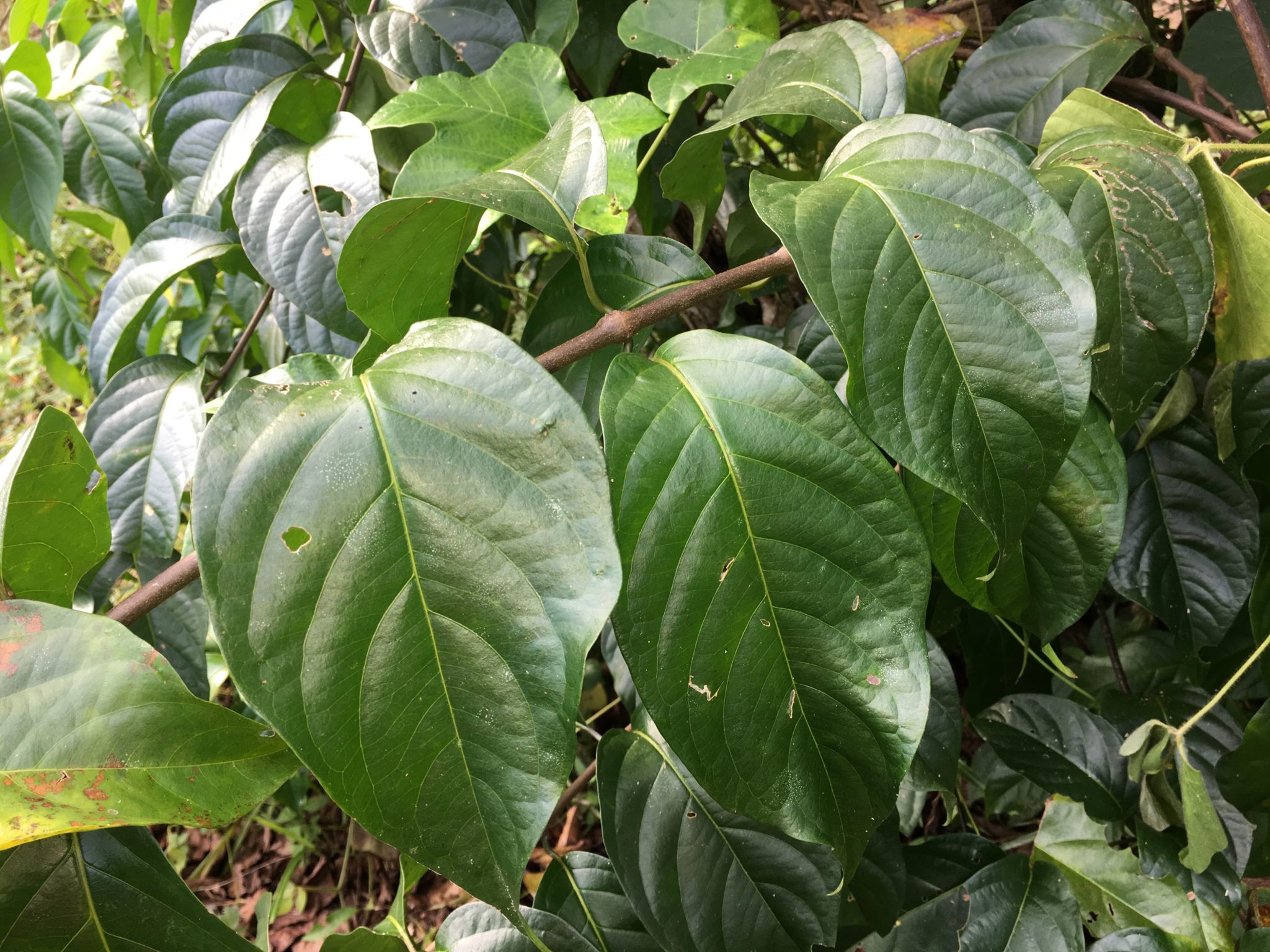 Rainforest Medicine Council 2