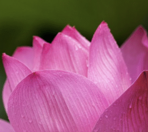 Breathing Meditation Retreat