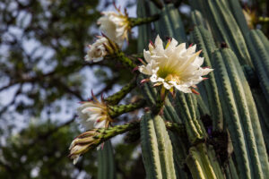 Ananda Lodge San Pedro Huachuma Flower