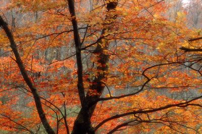 A tree with dark brown bark and bright orange leaves.