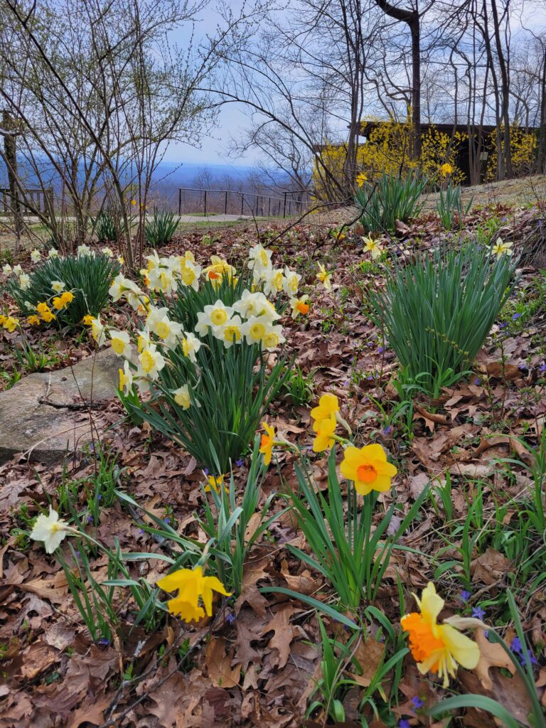 Yellow daffodils on a leafy hillside.