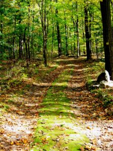 A wide, leaf-strewn path through a green forest.