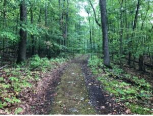 A well-trod path through bright green woods.