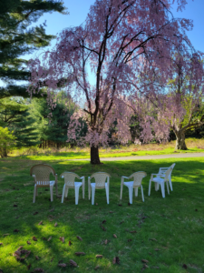 A pink weeping cherry tree surrounded by bright green grasses, blue sky and a circle of chairs.