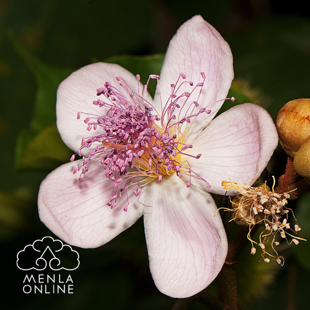 Amazonian Flower Essences Classification Within the Order of Nature with Júlia Amiga da Natureza this August 1st- 9th 2020, Presented by Tibet House US Menla Online! https://bit.ly/AmazonFlowersOnline