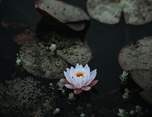 waterlily blooming in a pond