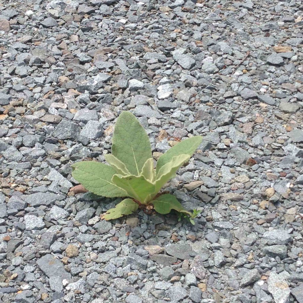 a plant growing in a bed of rocks