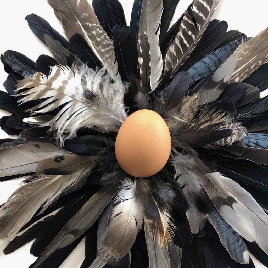 feathers and an egg