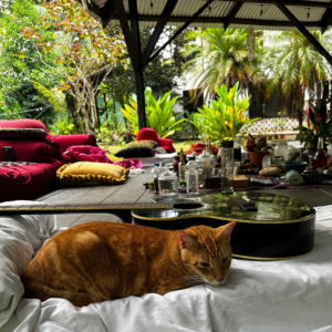 Ayahuasca Retreat, Cahuita, Costa Rica | Inner Flight Retreat