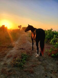 horse in alaya retreat centre