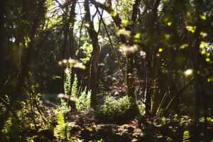 Sparkly forest