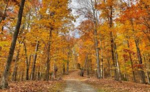 Forest nature walk in the Fall with Fall colors