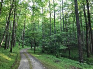 Walking path on our nature trail