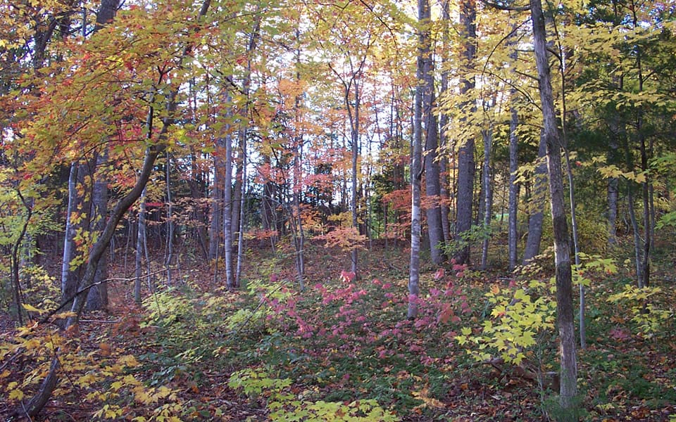 Trees with autumn leaves on the mountain side at Sanctuary