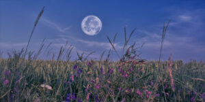 "Full moon rising over a peaceful meadow filled with tall grasses and blooming purple wildflowers against a twilight blue sky."