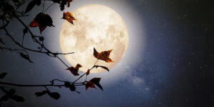 Full moon on a dark blue night sky with stars. A branch with autumn leaves sits in from of the moon