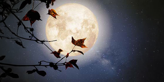 Full moon on a dark blue night sky with stars. A branch with autumn leaves sits in from of the moon