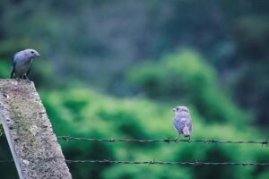 Two small birds perch on a barbed wire fence, facing one another in stillness against a soft green forest background.